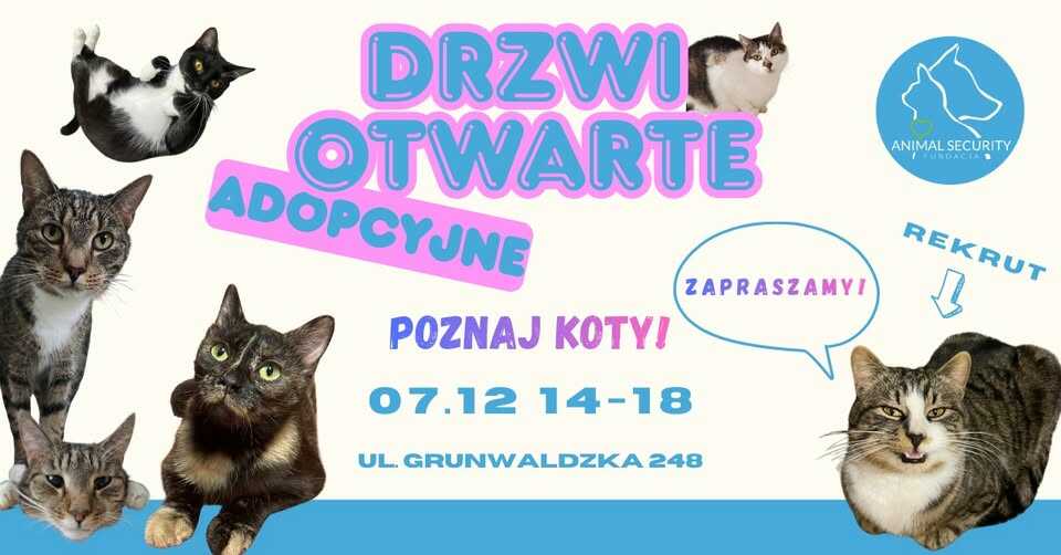 Adopcje Kotów Drzwi Otwarte Poznań