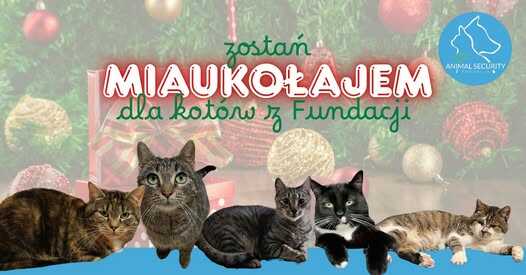 Zostań Miaukołajem